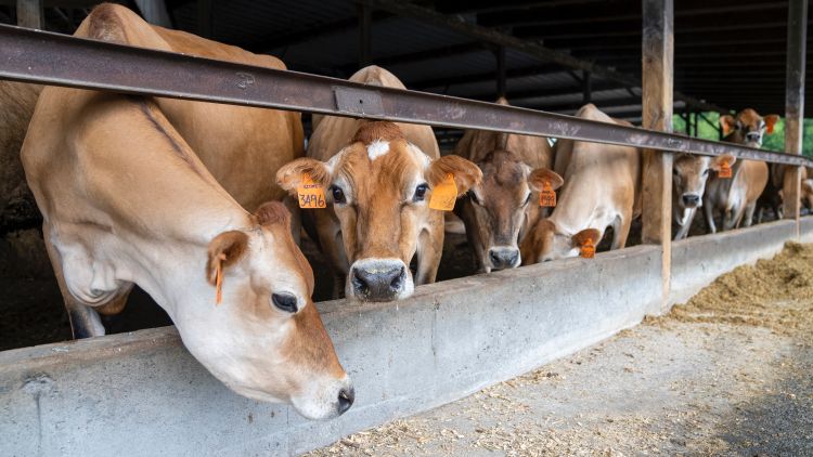 Cows at a feed bunker.