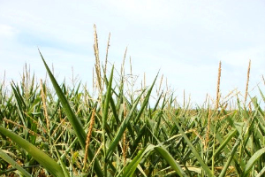 Drought conditions taking a toll on Michigan’s field crops
