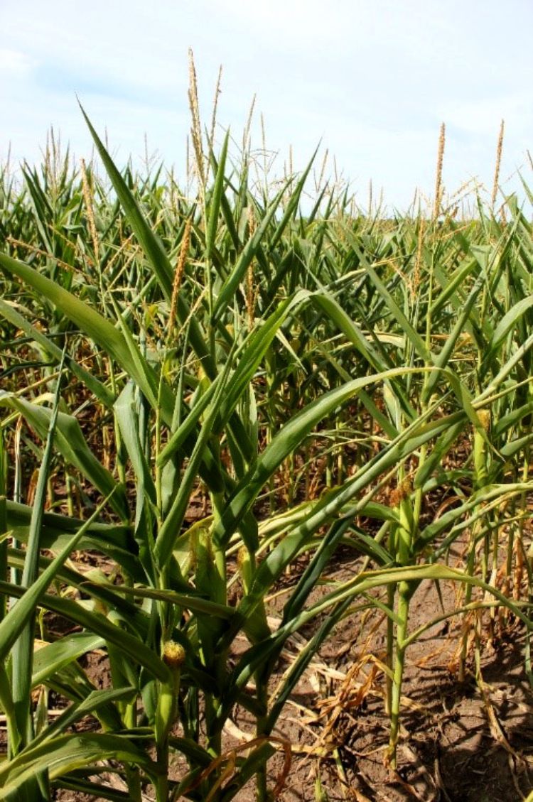Early morning picture of corn that failed to recover from drought stress overnight in northern Cass County. Photo: Bruce MacKellar, MSU Extension.