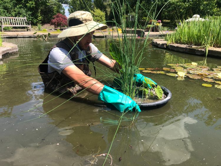 Transplanting into the pond