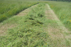 Tips on quality hay and pasture for beginning farmers: Part 1 - Quality