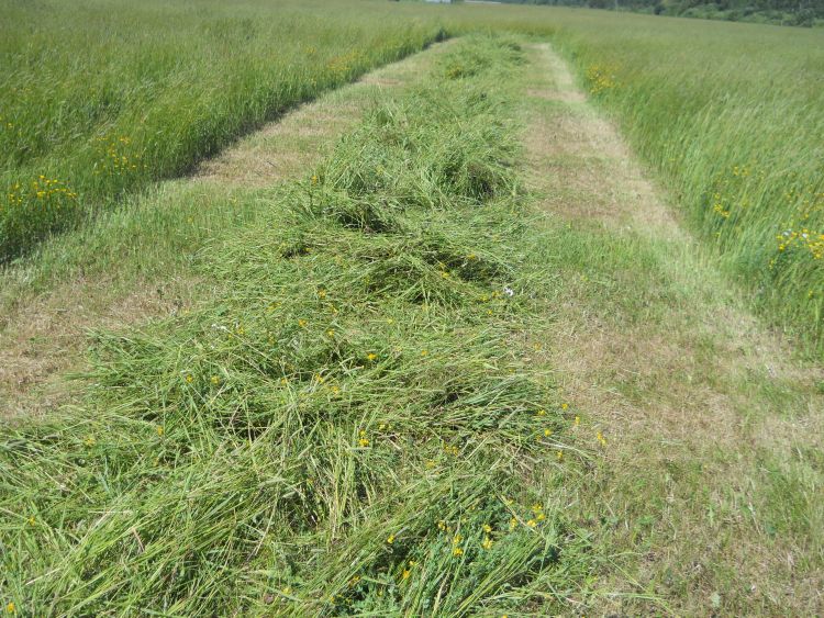 Timothy trefoil hay