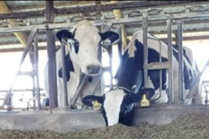 Managing Your Cows’ Genes for Greater Profits - Martin, MI