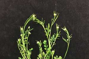 Spring blooming lawn and garden weeds: A focus on winter annual