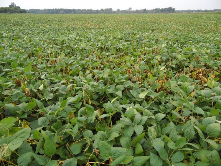 Roadside view of a soybean field infested with white mold.