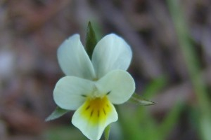 Field violet – Viola arvensis