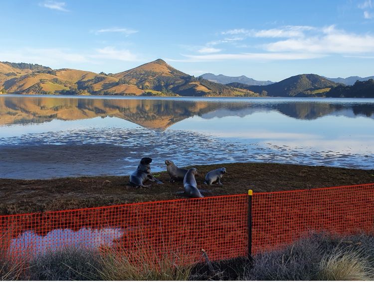 New Zealand sea lions at fence