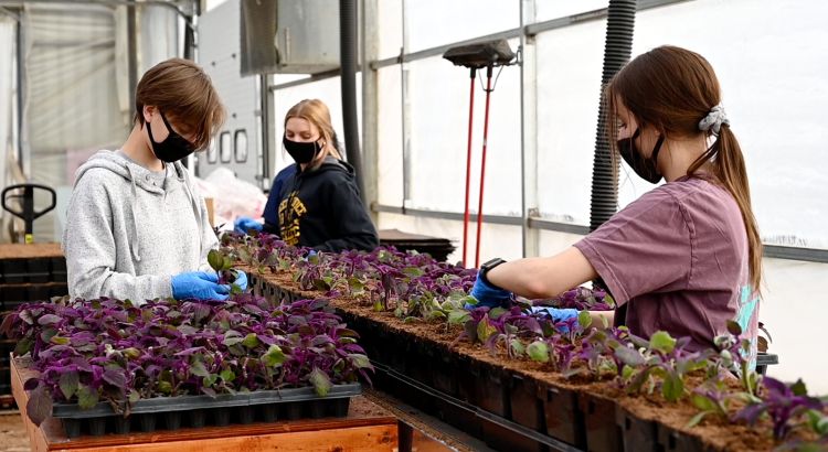 Workers on a transplant line at a greenhouse production facility