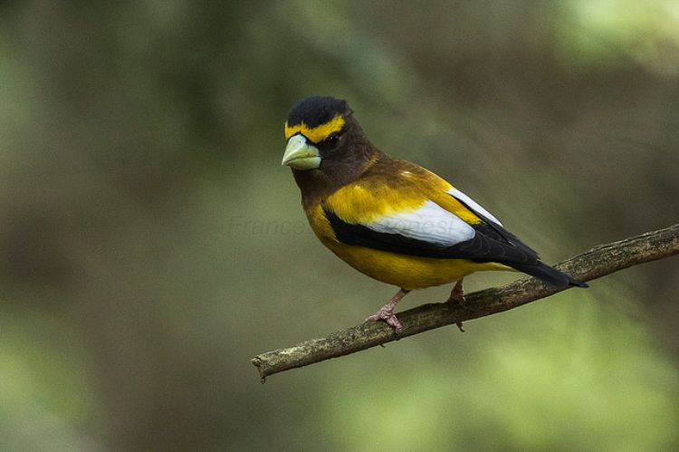 An evening grosbeak sits in a tree at Hartwick Pines in Michigan.