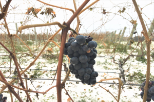 Harvesting grapes after fall frost