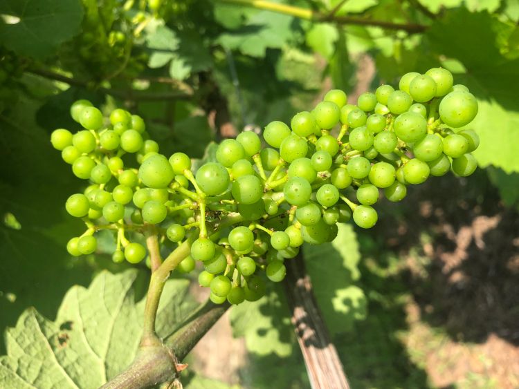 Riesling cluster