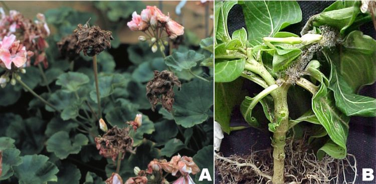 Botrytis blight on geranium and aerial stem blight on vinca