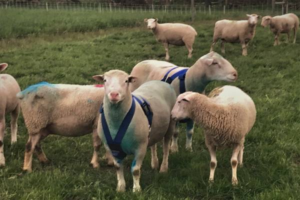 Ram Ewe Sheep Marking Harness Crayon GREEN Breeding Heat Detection Goat NEW