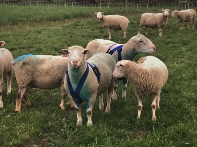 Rams with breeding harnesses.