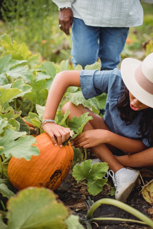 People looking at pumpkins.