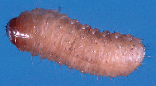 Grape rootworm larvae are found underground. 