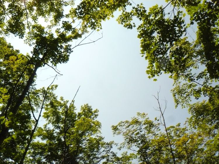 Small gap in a forest canopy to help encourage desired tree species regeneration. Photo credit: Bill Cook l MSU Extension