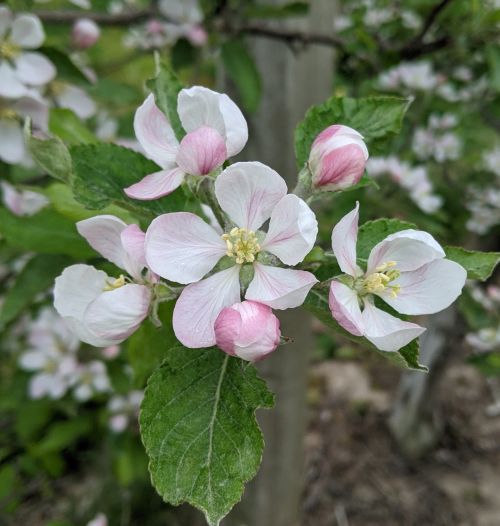 Honeycrisp apples in bloom.
