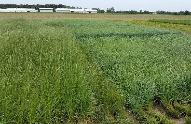 Grass variety trial