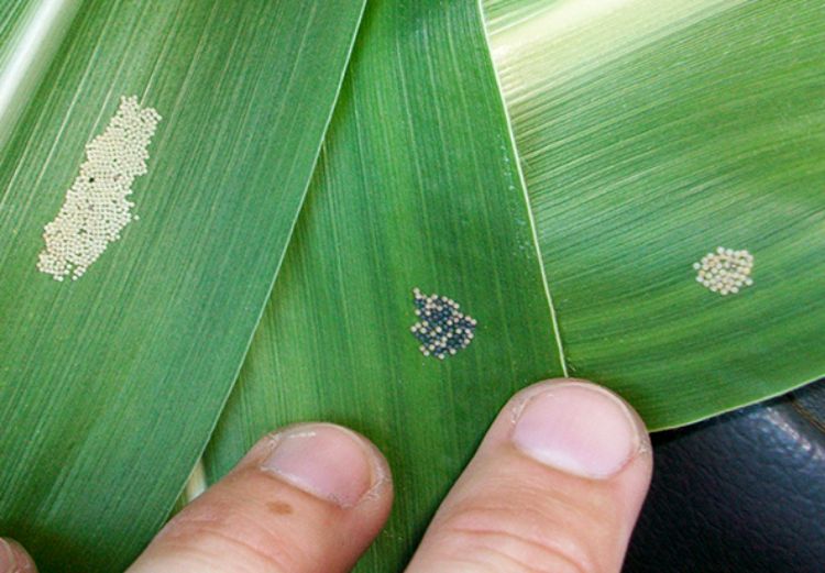 Western bean cutworm eggs change from milky-white to gray before they hatch. They can be found on the underside of flag leaves or the two just below it. Photo by Rob Shields, Allied Cooperative