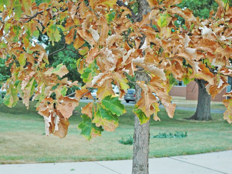 Leaf scorch is a common symptom of drought stress.