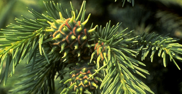 Eastern spruce gall