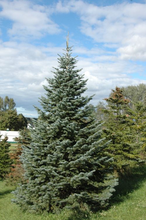 Corkbark fir. Photo by Bert Cregg, MSU.