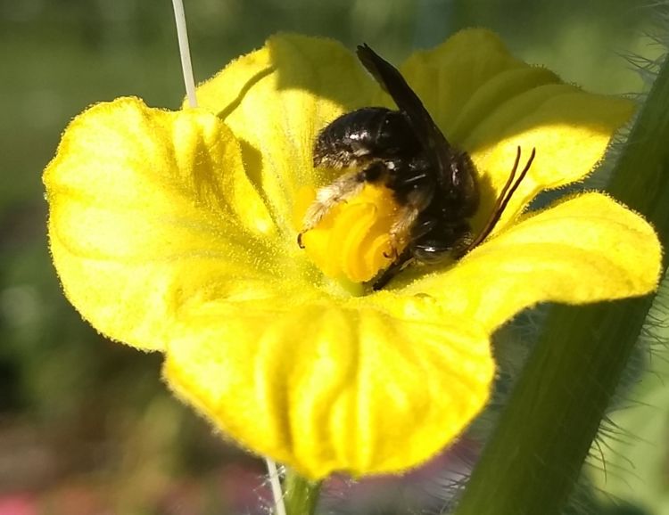 A two-spotted longhorn bee in a squash plant.