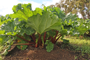 Rhubarb: A healthy, great spring treat