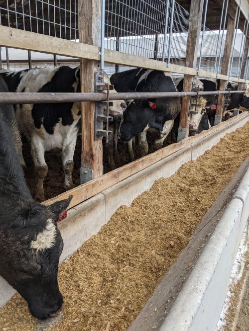 Cows eating corn silage