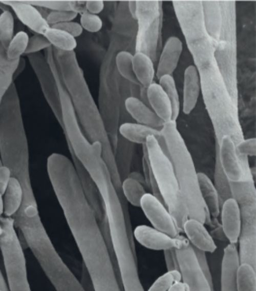 Daldinia eschscholzii is an endophyte that can breakdown lignocellulose to produce mycodiesel.