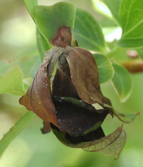 Late mummy berry symptoms on blueberry shoot strike. Photo credit: P. Wharton