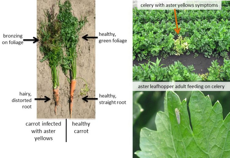 Aster yellows symptoms