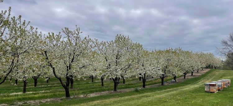 Cherry trees in an orchard.