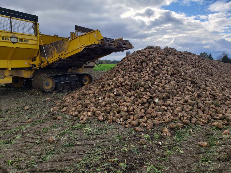 Farm machine equipment piling up sugar beets in a field.