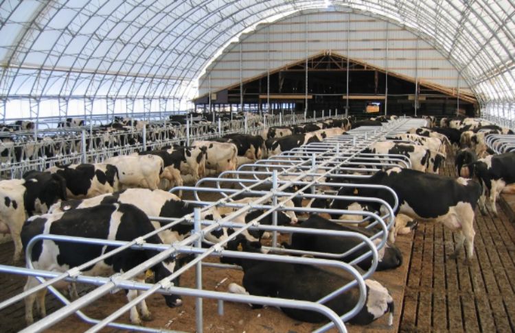 cows in a barn