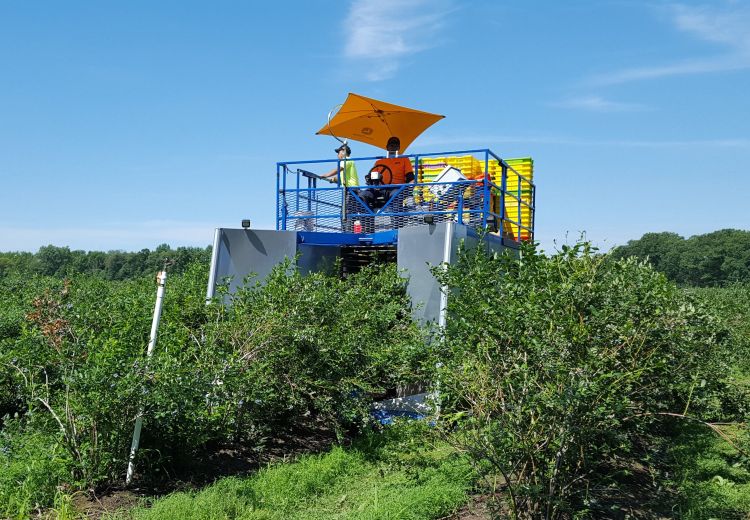 Mechanical harvest of ‘Bluecrop’ blueberries. Blueberry harvest is moving quickly.