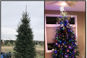 Don’t be a grinch, begin a holiday tradition at your local choose and cut Christmas tree farm