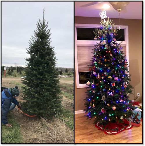 A Christmas tree being harvested and a Christmas tree decorated.