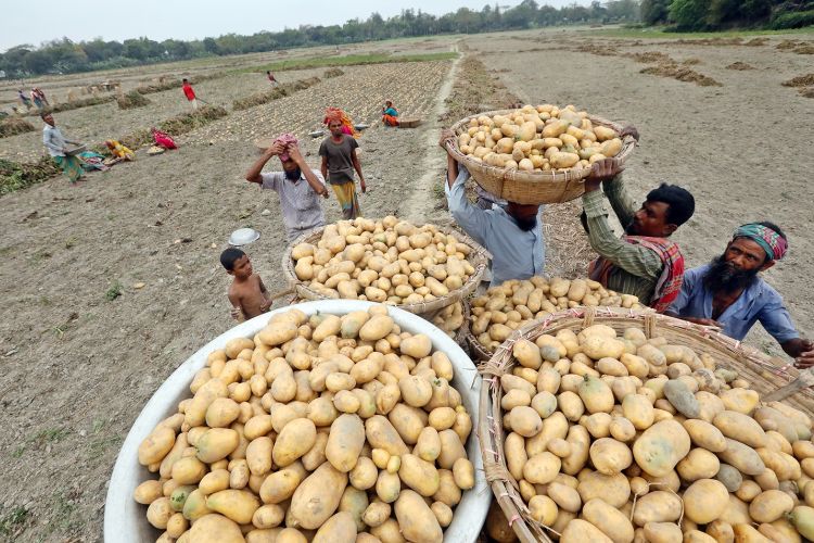 A picture showing the potato harvest in Bangladesh. Women are kneeling the field picking up unearthed potatoes and placing them into baskets while men are carrying the baskets to be transported from the field.