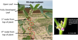 Determining R3 growth stage in soybean
