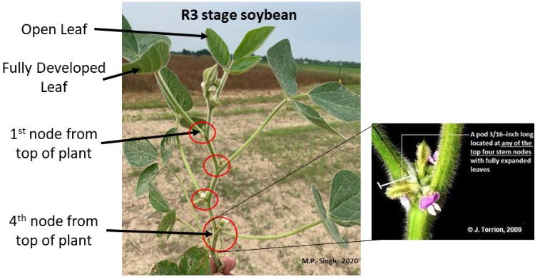 Soybean plant at R3 growth stage.