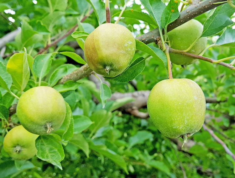 Apples on tree.