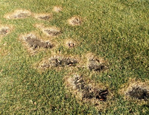 Eastern mole damage to a lawn. Photos by Pam Shorter.