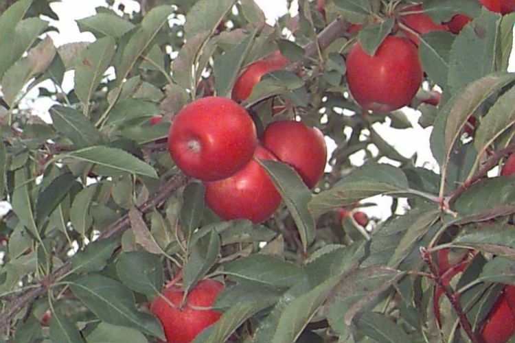 Apples on a tree