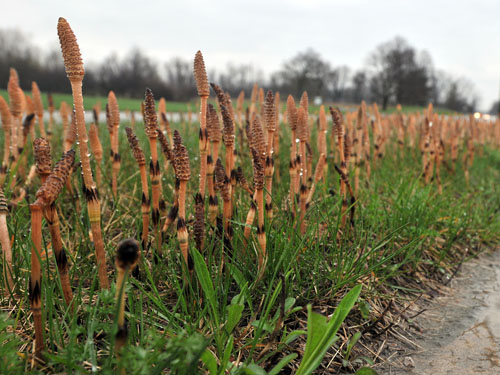 Field Horsetail4.jpg