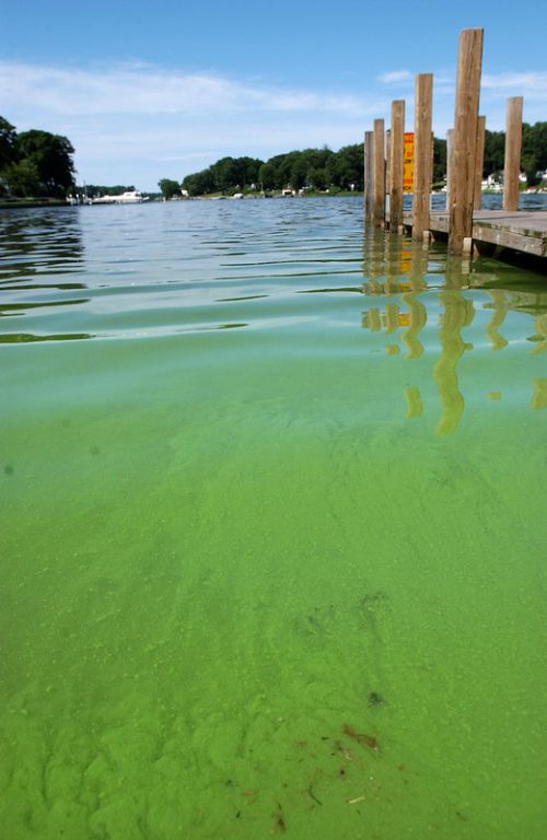 Looking from the shore out onto a lake by a pier, the water appears green due to algal blooms.
