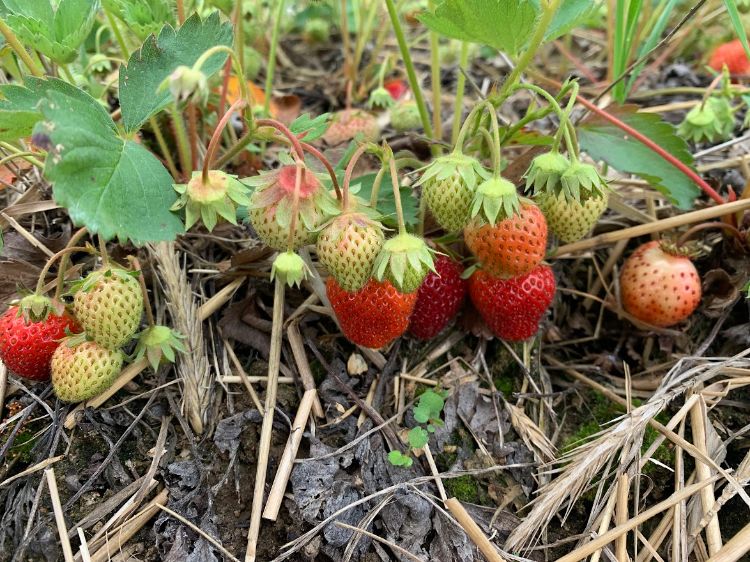Strawberries growing from ground.