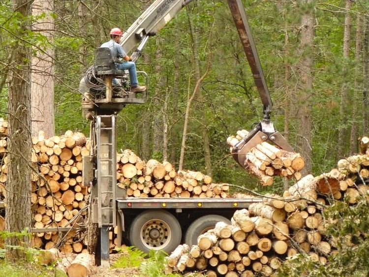 A machine picking up a pile of logs that were cut and bundled together.