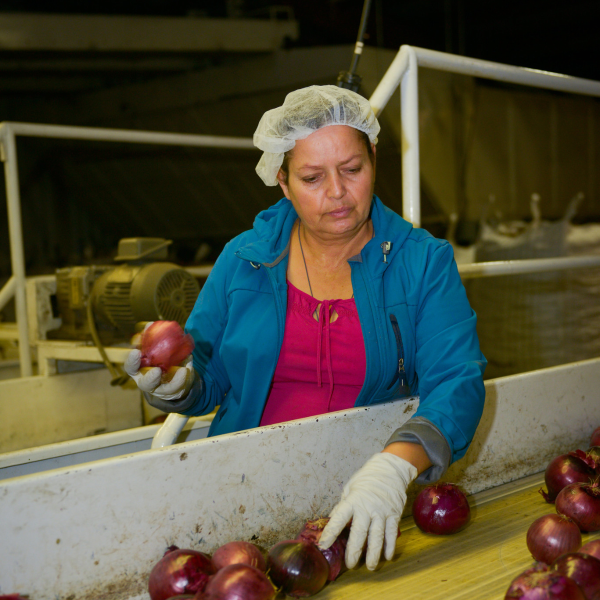 Worker processing onions.